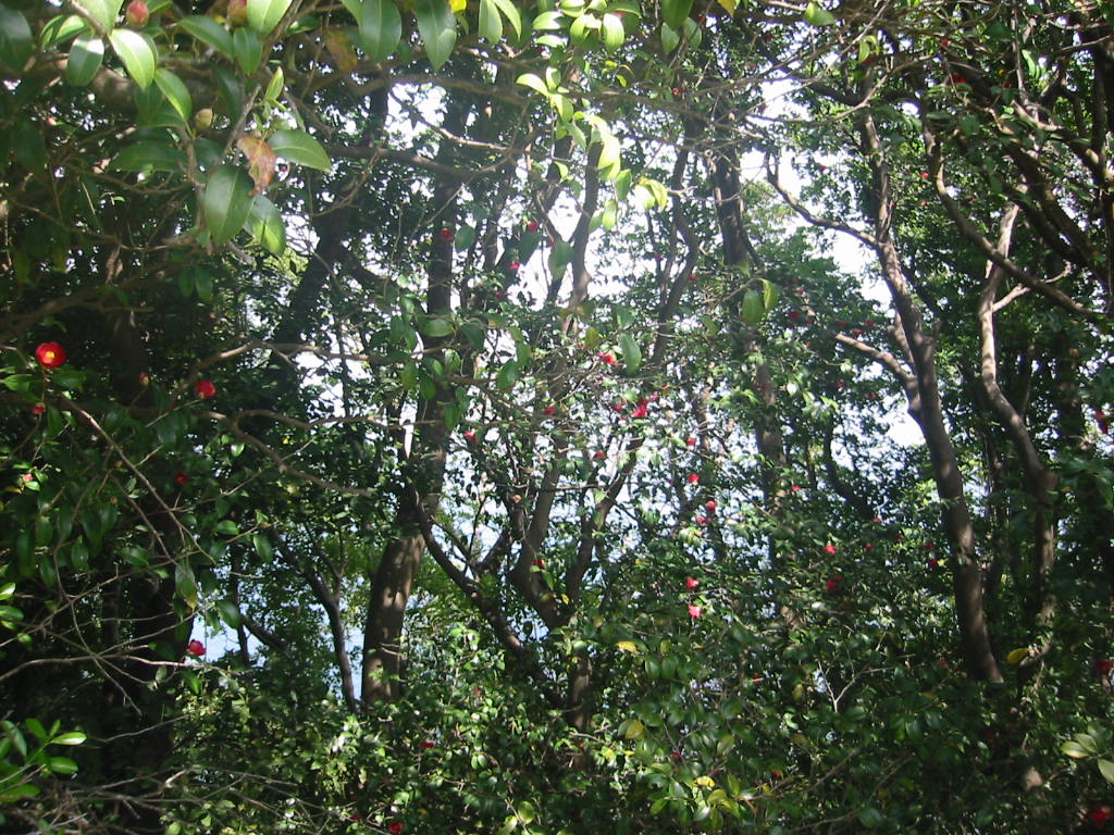 f:id:chietiara:20210728112945j:plain