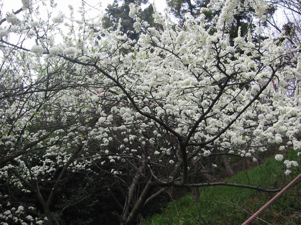 f:id:chietiara:20210729120310j:plain