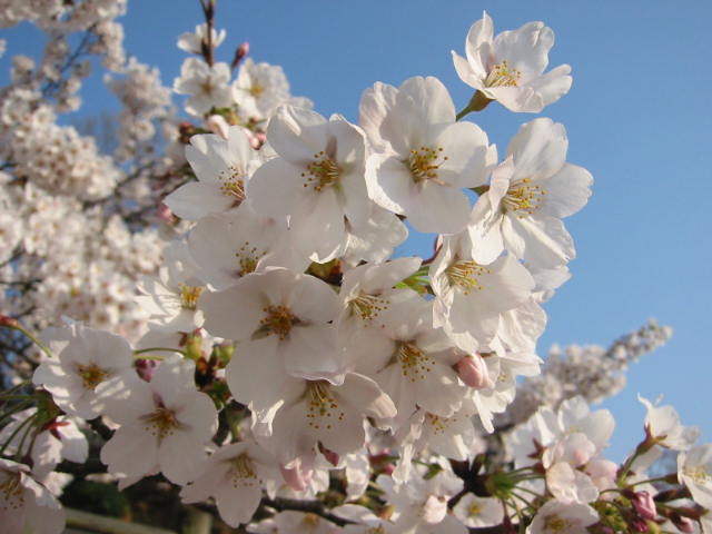 f:id:chietiara:20210730114453j:plain