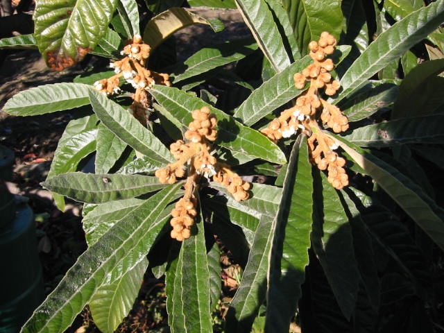 f:id:chietiara:20210730121057j:plain