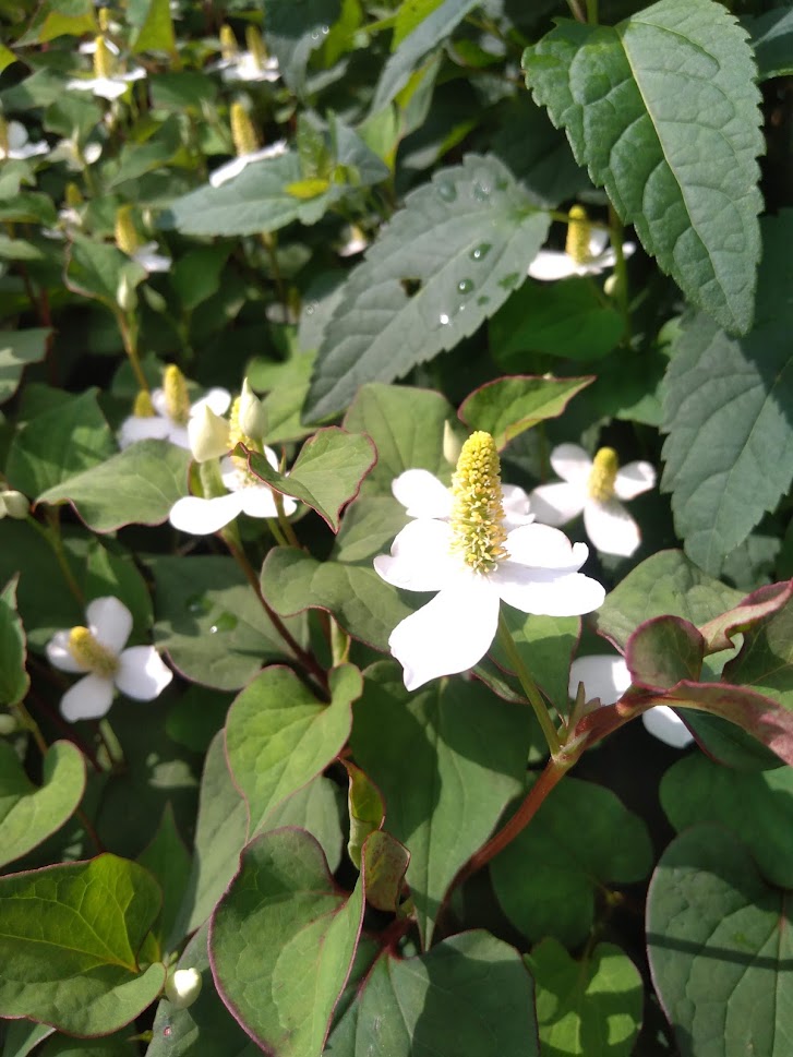 f:id:chietiara:20210730151116j:plain