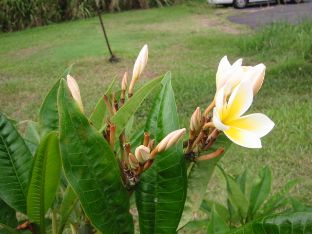 f:id:chietiara:20210801111111j:plain