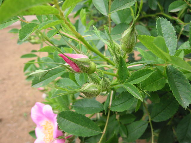 f:id:chietiara:20210801113715j:plain