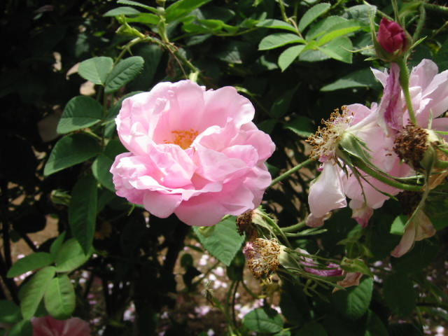 f:id:chietiara:20210801114047j:plain