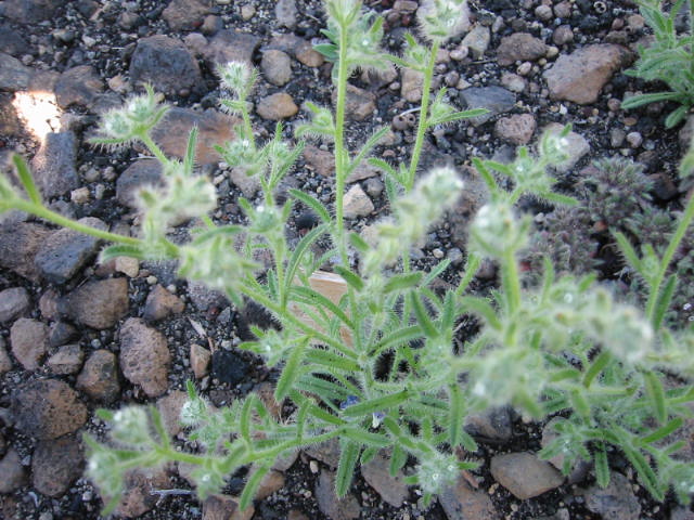 f:id:chietiara:20210801173621j:plain