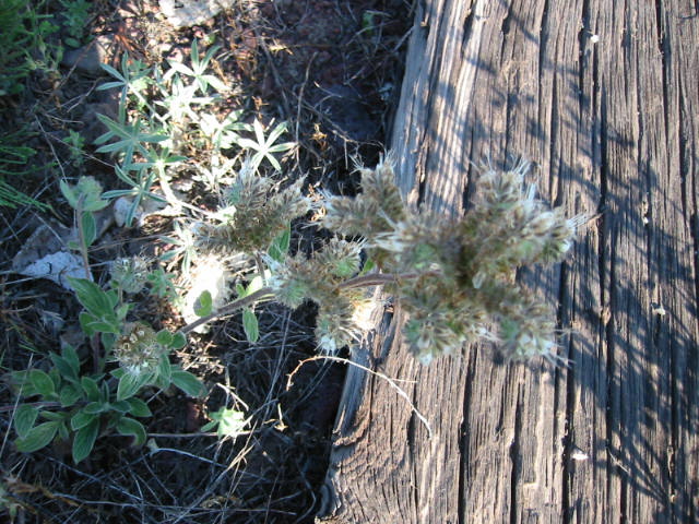 f:id:chietiara:20210801173655j:plain