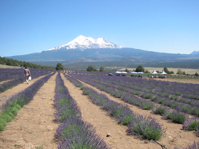 f:id:chietiara:20210801175046j:plain