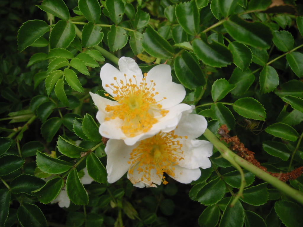 f:id:chietiara:20210803121446j:plain