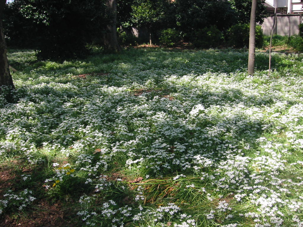 f:id:chietiara:20210804111227j:plain