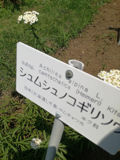 f:id:chietiara:20210804111612j:plain