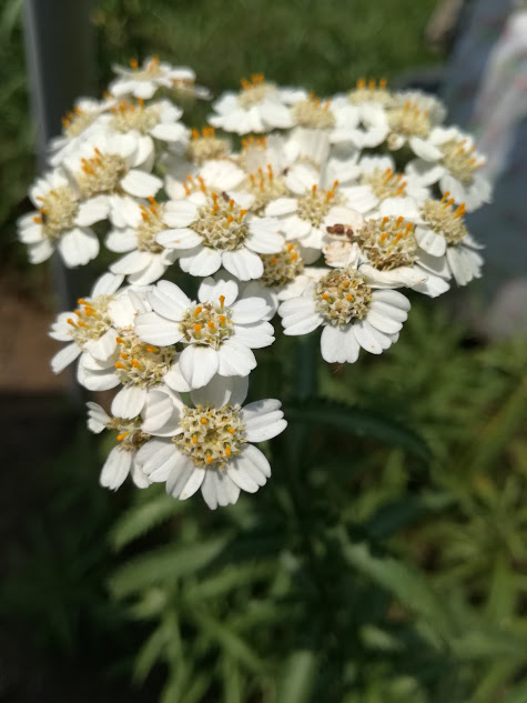 f:id:chietiara:20210804111640j:plain