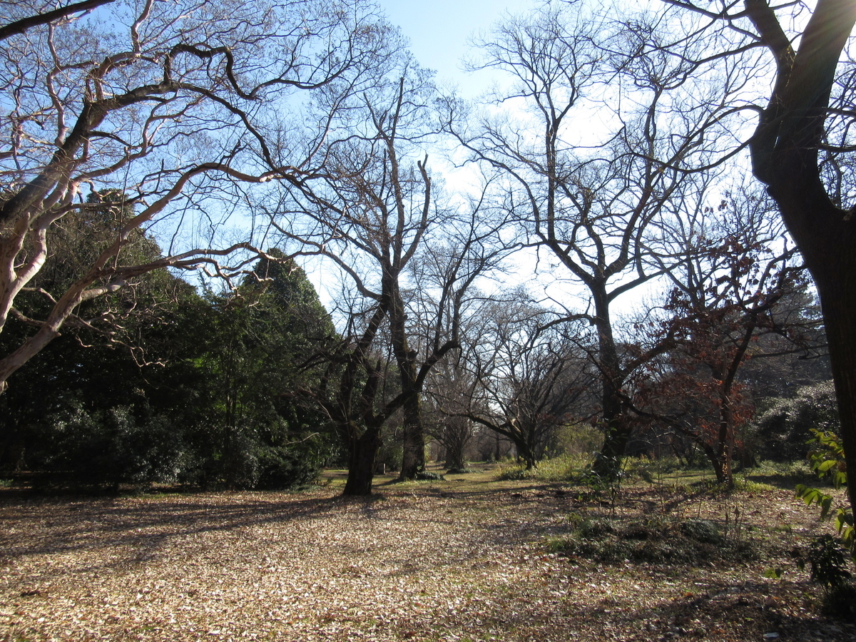 f:id:chietiara:20210804112239j:plain