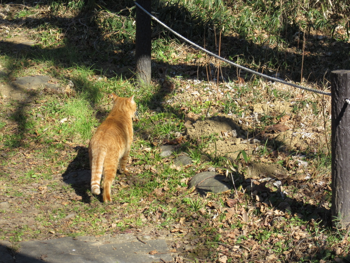 f:id:chietiara:20210804112327j:plain