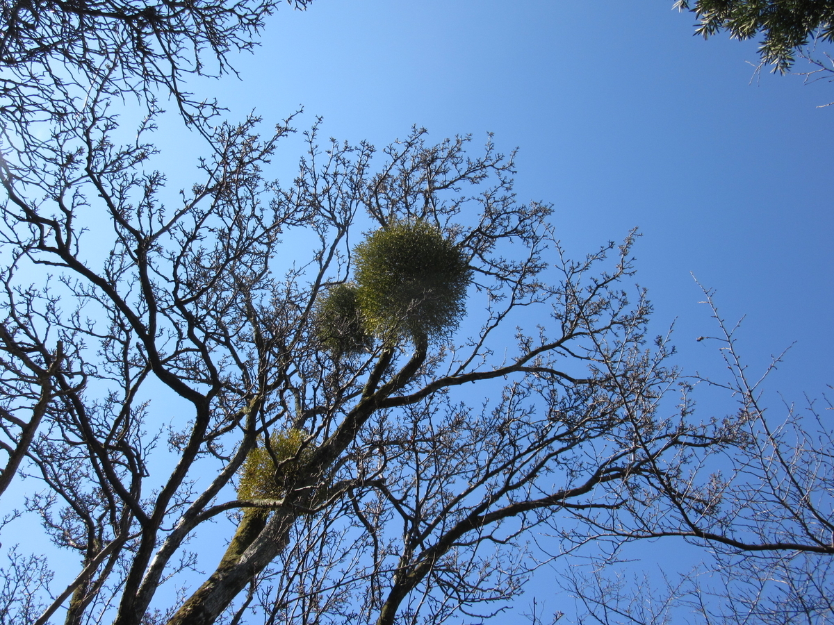 f:id:chietiara:20210804112359j:plain