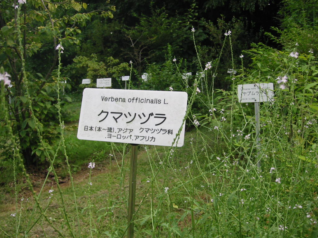 f:id:chietiara:20210804113320j:plain