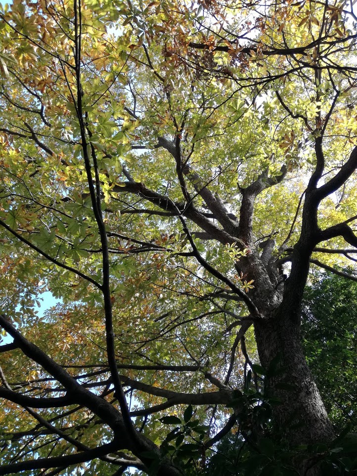 f:id:chietiara:20210804113735j:plain