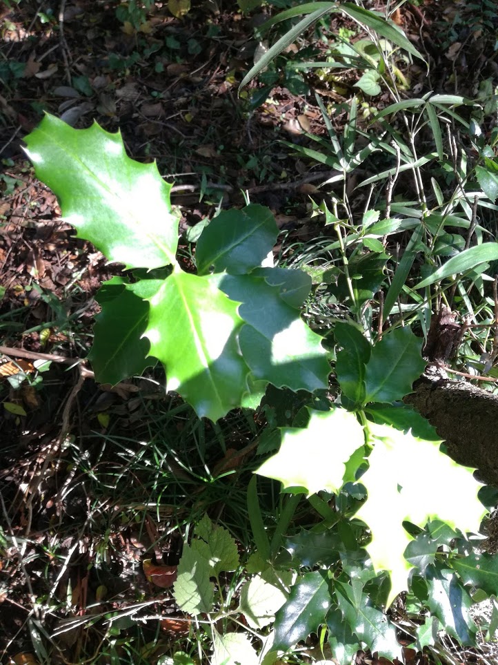 f:id:chietiara:20210804113809j:plain