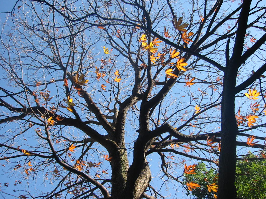 f:id:chietiara:20210804114119j:plain