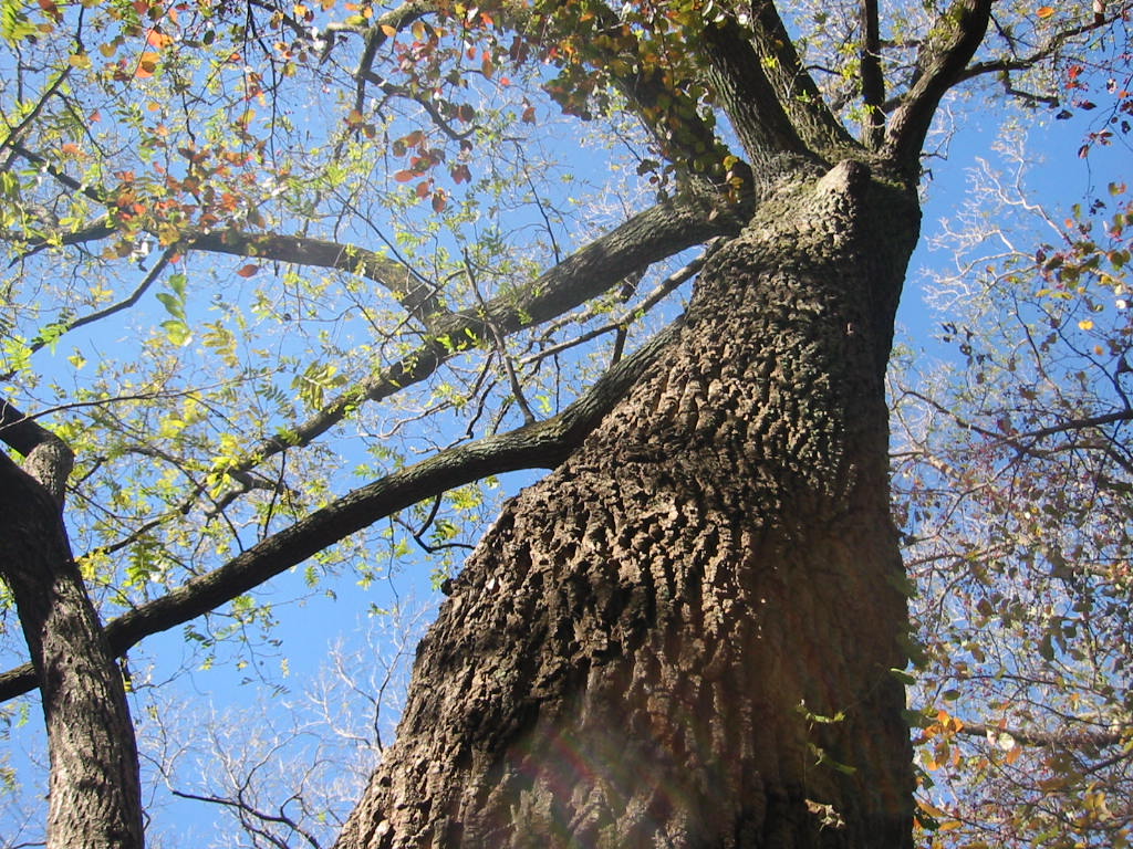 f:id:chietiara:20210804114147j:plain