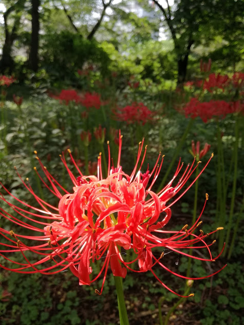 f:id:chietiara:20210804115638j:plain