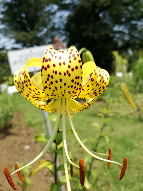 f:id:chietiara:20210804121602j:plain