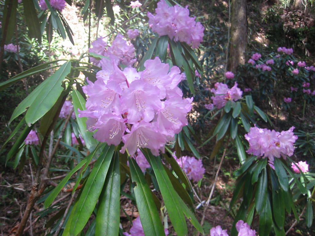 f:id:chietiara:20210809114459j:plain