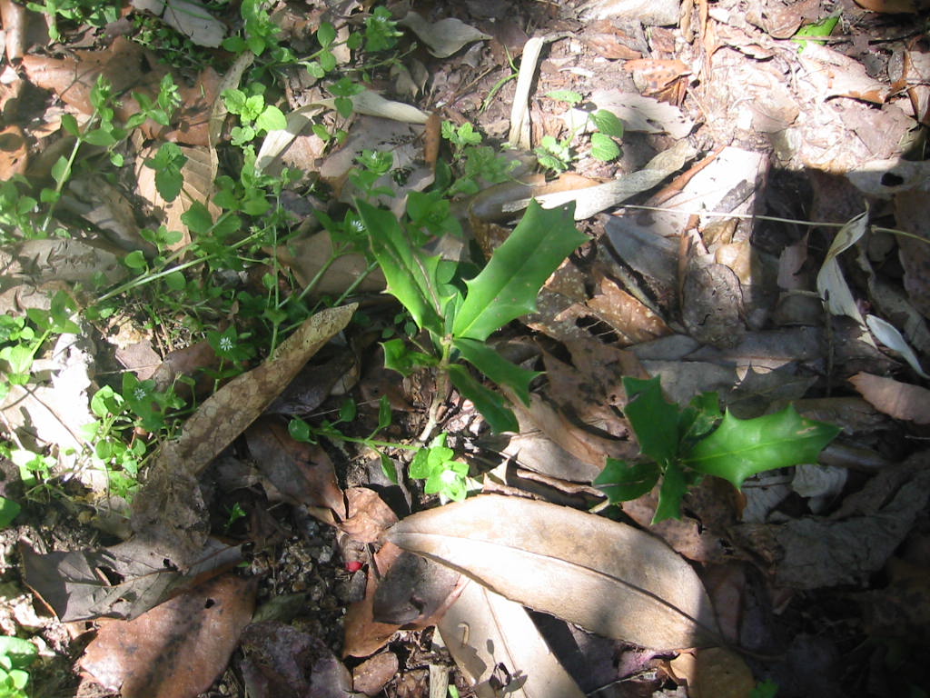 f:id:chietiara:20210809114646j:plain