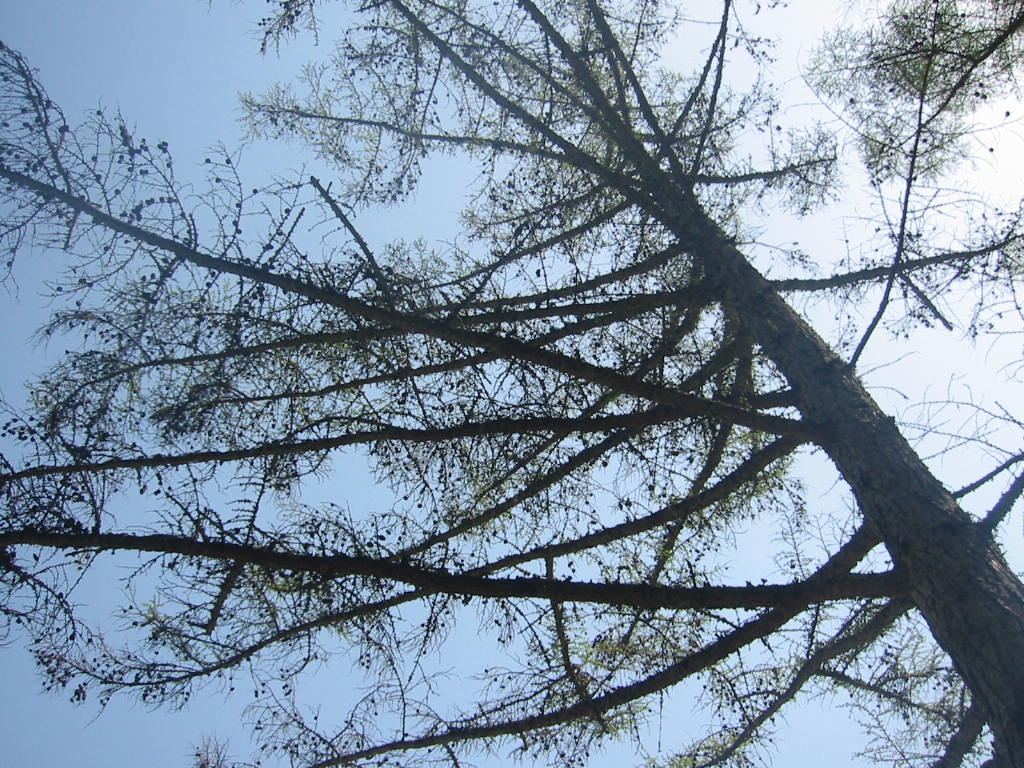 f:id:chietiara:20210809114803j:plain