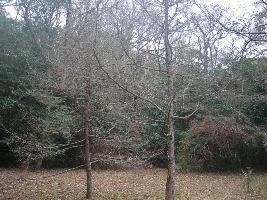 f:id:chietiara:20210809114908j:plain