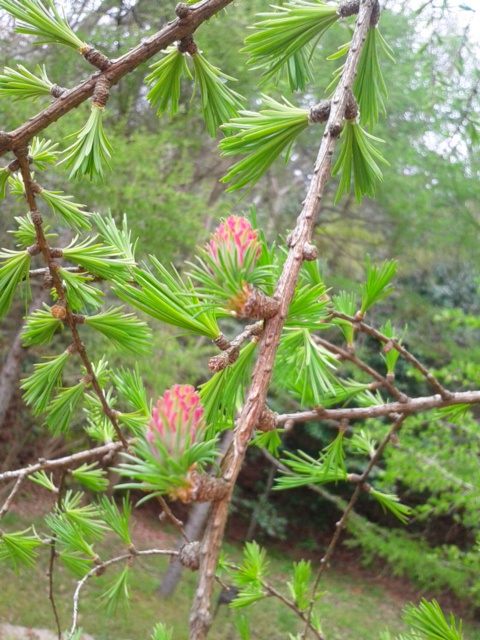 f:id:chietiara:20210809115027j:plain