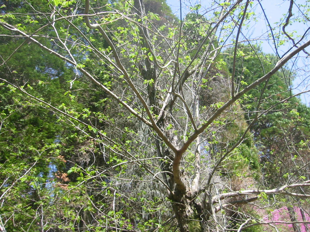 f:id:chietiara:20210809115237j:plain