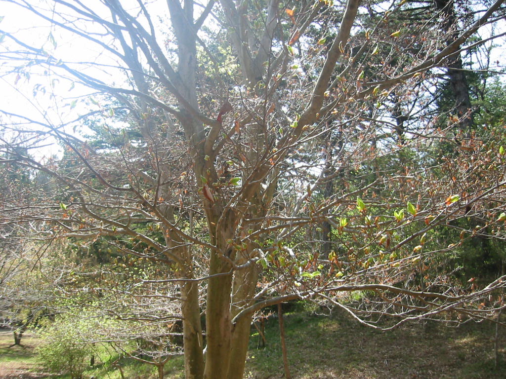 f:id:chietiara:20210809115337j:plain