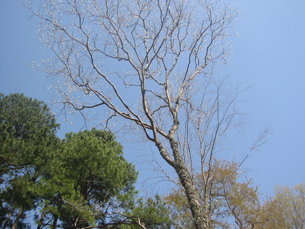 f:id:chietiara:20210809120127j:plain