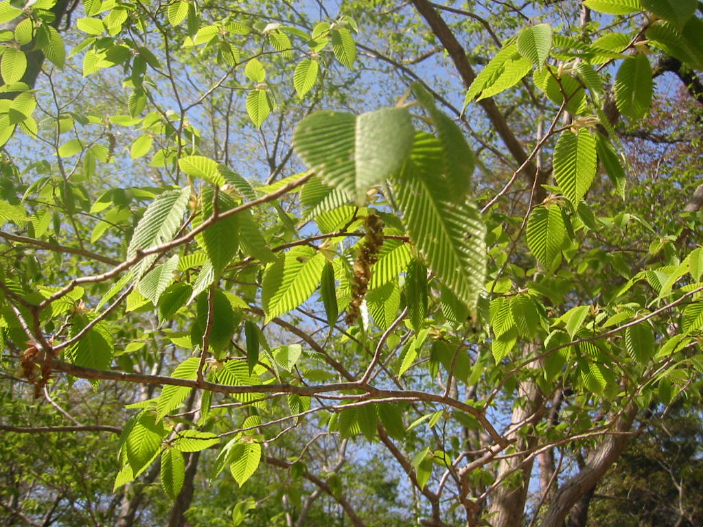 f:id:chietiara:20210809120214j:plain