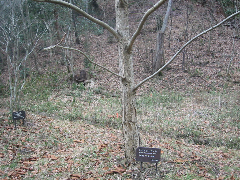 f:id:chietiara:20210809120259j:plain