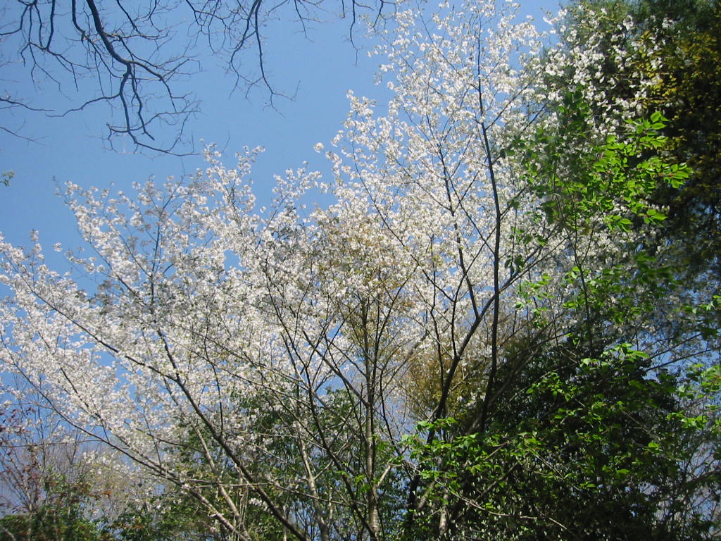 f:id:chietiara:20210809120558j:plain