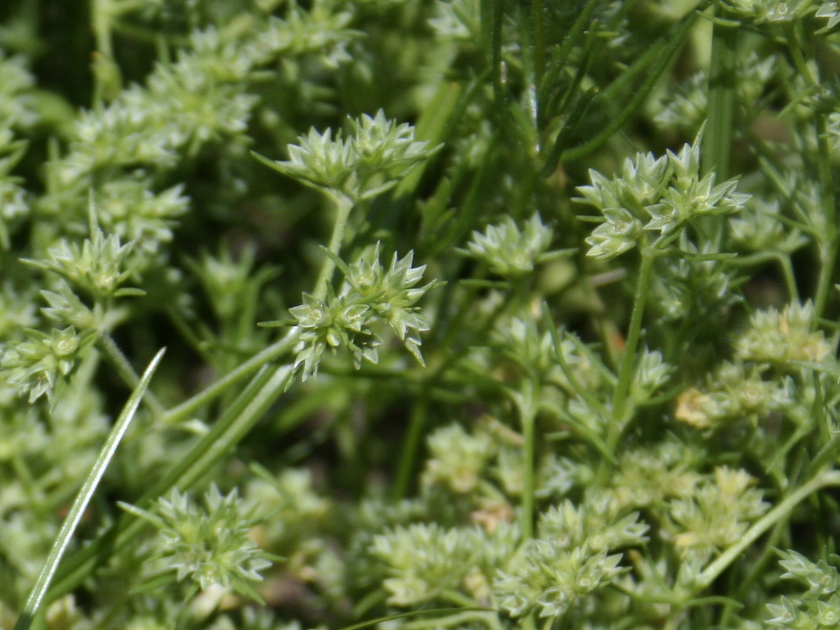 f:id:chietiara:20211128144148j:plain