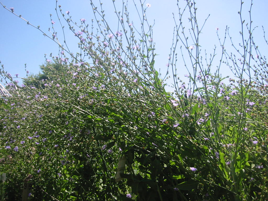 f:id:chietiara:20211128144320j:plain