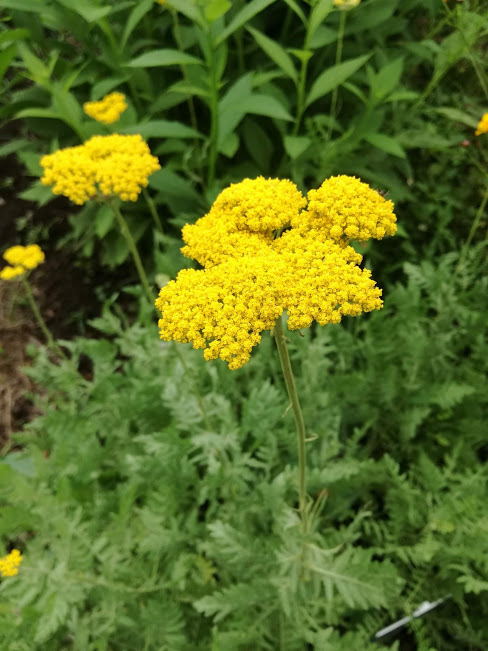 f:id:chietiara:20211128144414j:plain