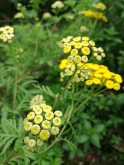 f:id:chietiara:20211128144455j:plain