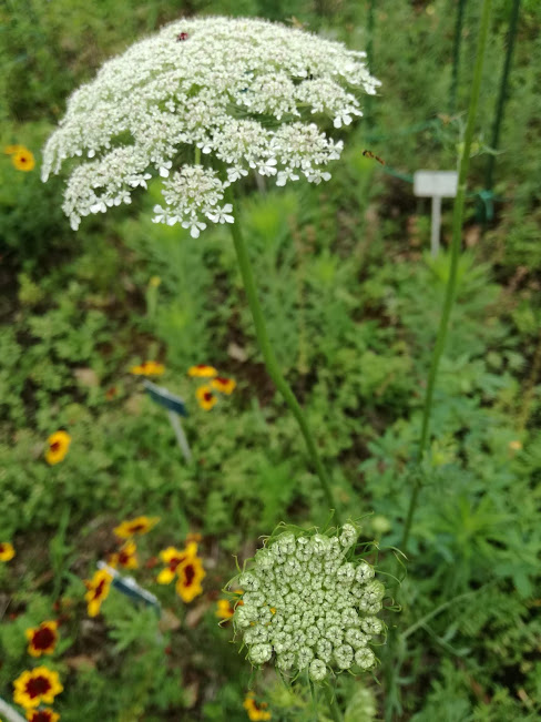 f:id:chietiara:20211128144751j:plain