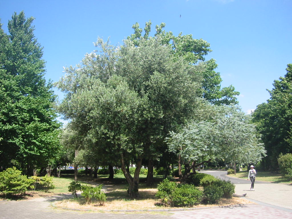 f:id:chietiara:20211128145107j:plain