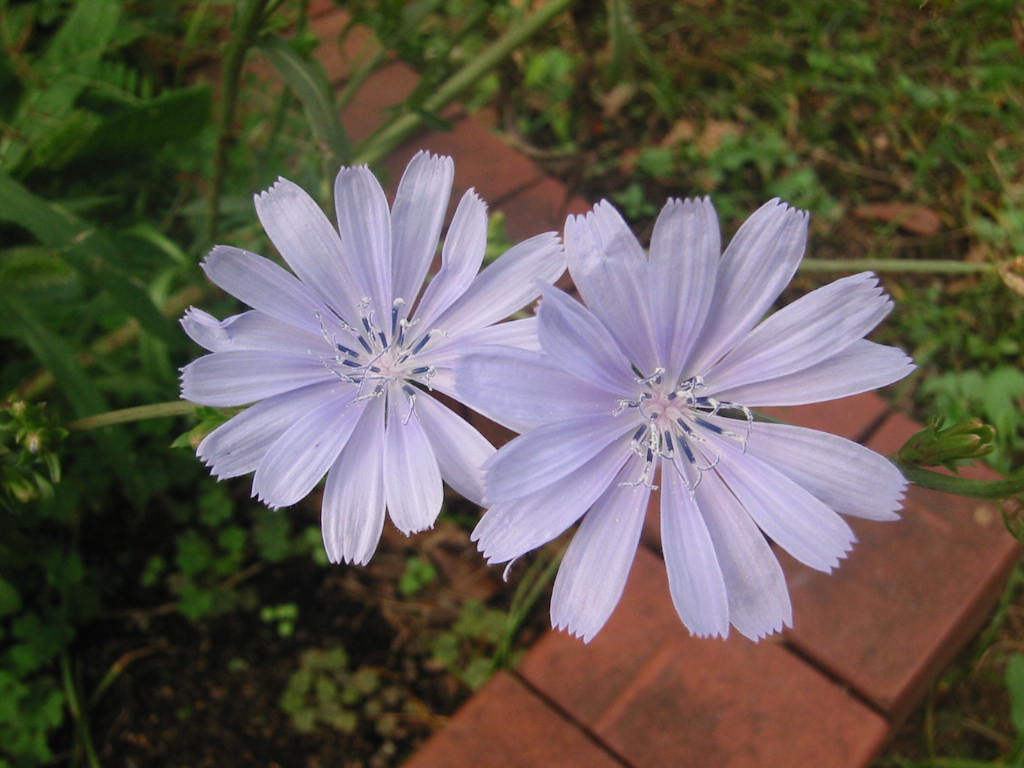 f:id:chietiara:20211128151922j:plain