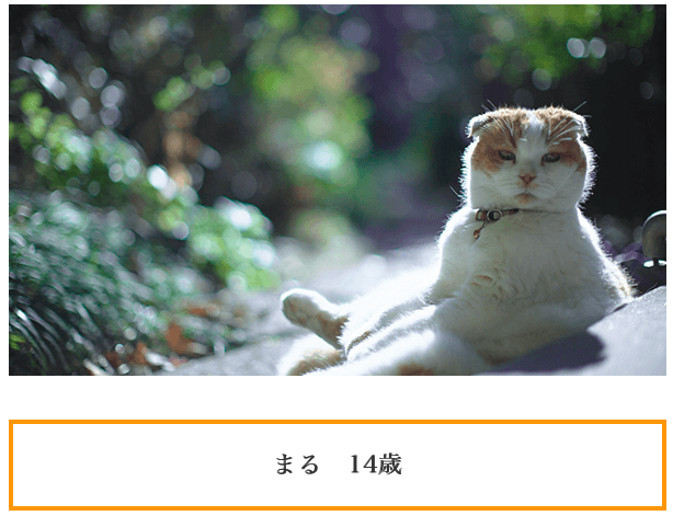 f:id:chigau-mikata:20180306103216p:plain