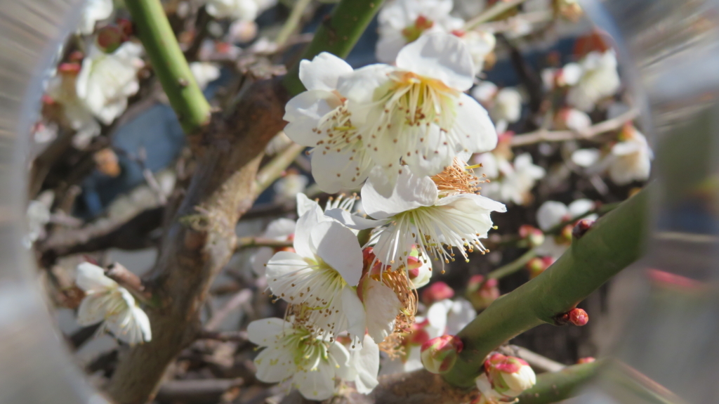 f:id:chigau-mikata:20180311212024j:plain f:id:chigau-mikata:20180311212024j:plain