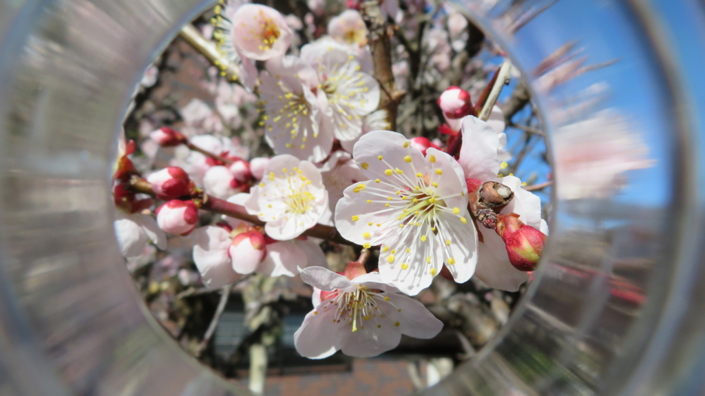 f:id:chigau-mikata:20180311212210j:plain f:id:chigau-mikata:20180311212210j:plain