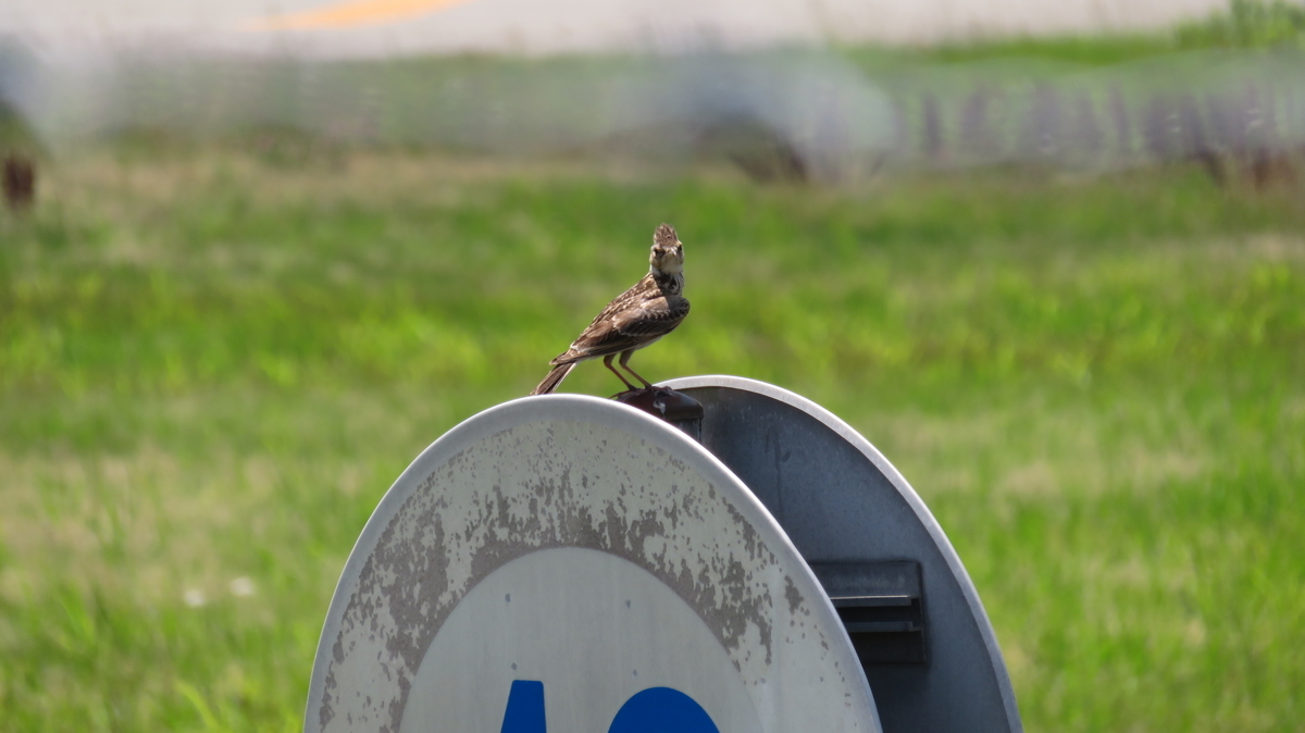 f:id:chigau-mikata:20200608172516j:plain f:id:chigau-mikata:20200608172516j:plain