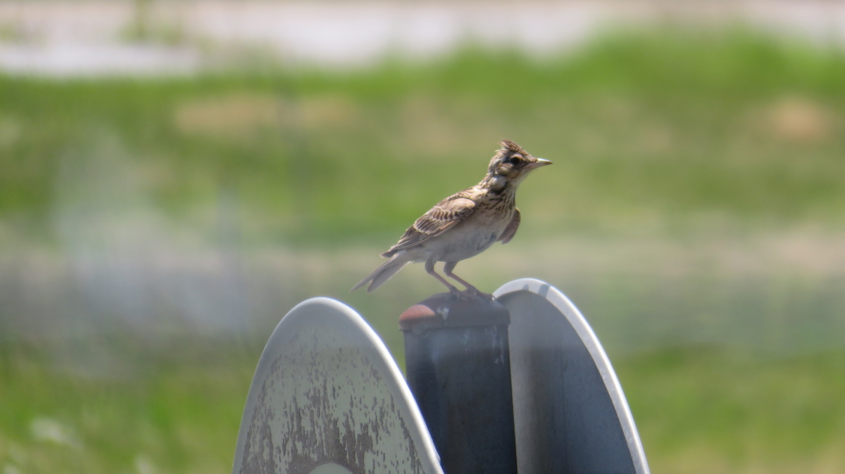 f:id:chigau-mikata:20200608173110j:plain f:id:chigau-mikata:20200608173110j:plain