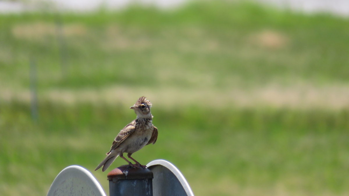 f:id:chigau-mikata:20200608173246j:plain f:id:chigau-mikata:20200608173246j:plain