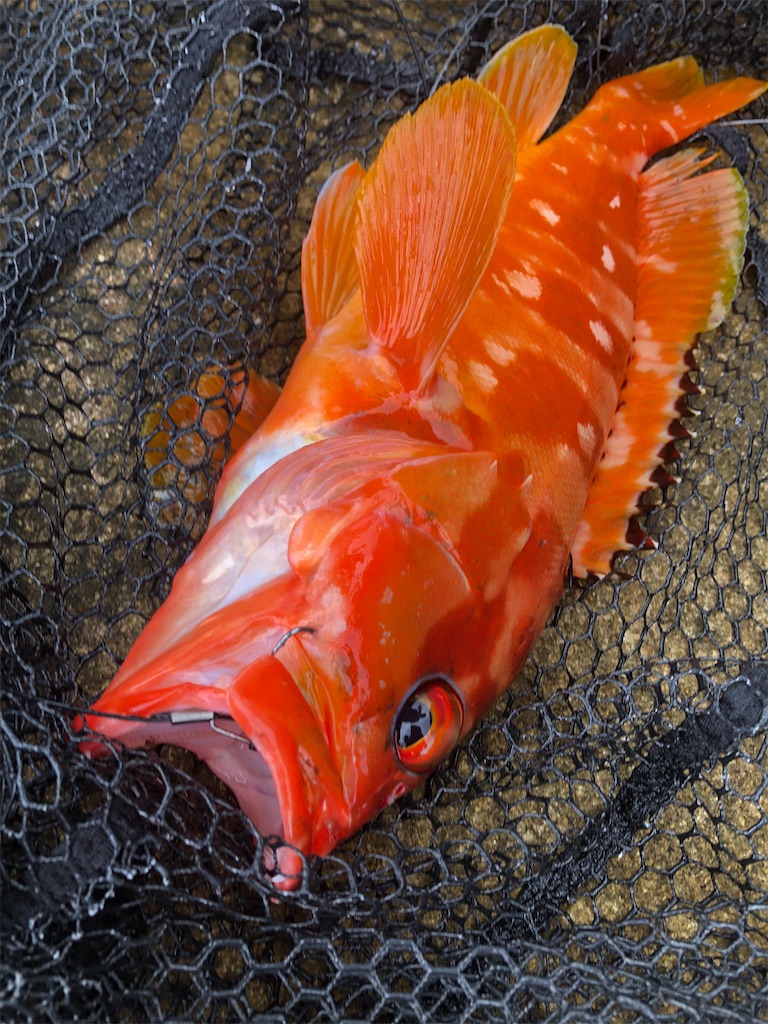 f:id:chigeofishyeah:20230910205140j:image f:id:chigeofishyeah:20230910205140j:image